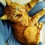 Photo de profil de Cony